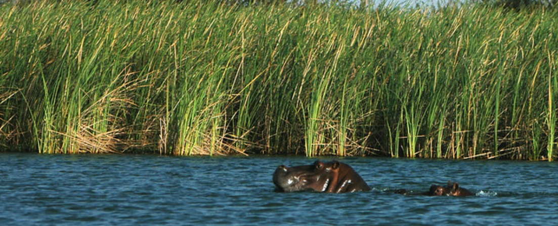 Lake Rkiz, Mauritania